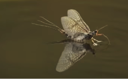 Mayfly Subimago 