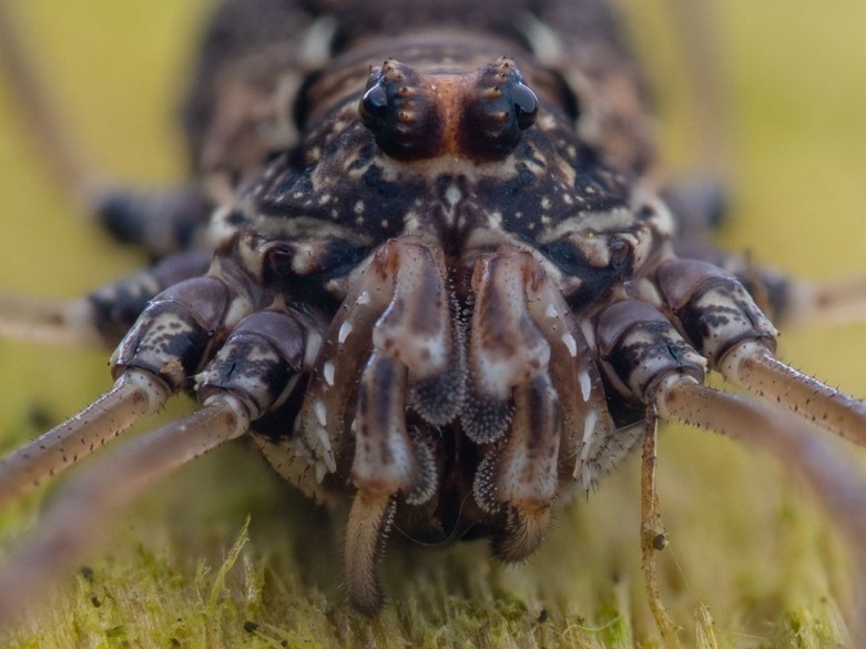 A close up image of an Opiliones (Harvestmen)bug