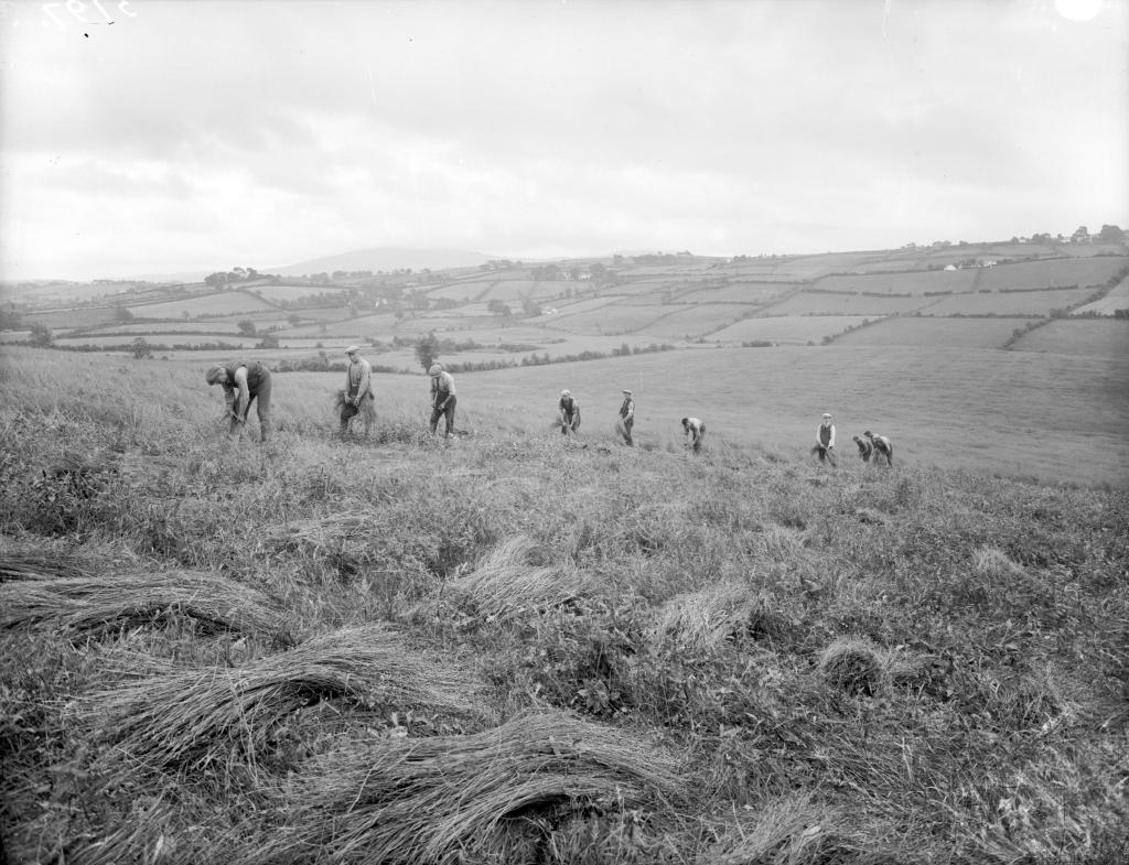 Several men pull flax in Dromara, County Down